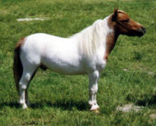 Sorrel miniature horse