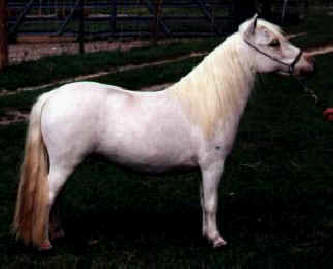 Palomino miniature horse.