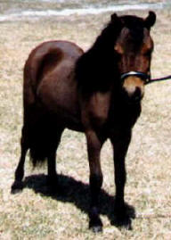 Bay miniature horse.
