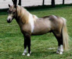 Silver dun pinto miniature horse