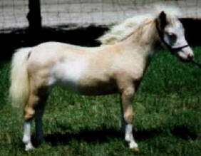 Palomino pinto miniature horse.
