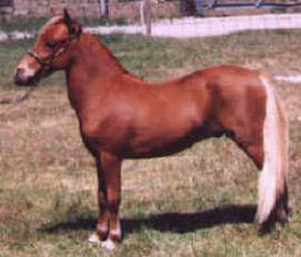 Sorrel miniature horse.