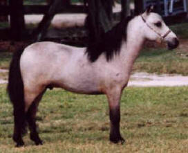 Buckskin miniature horse.