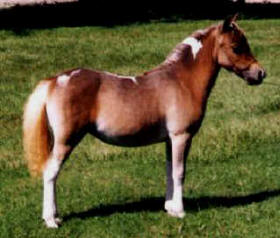 Sorrel pinto miniature horse.