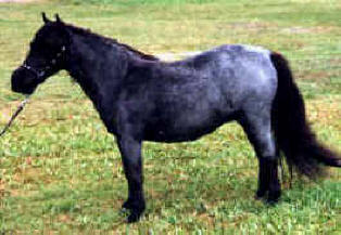 Blue roan miniature horse.
