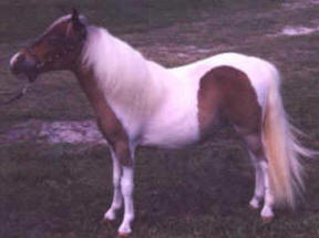Sorrel pinto miniature horse.