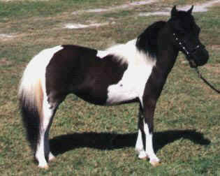 Black pinto miniature horse.