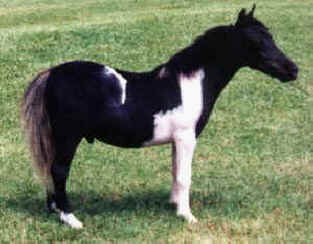 Black pinto miniature horse.