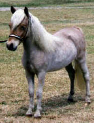 Chestnut miniature horse.