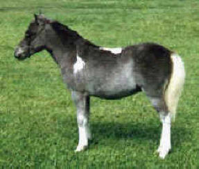 Grey pinto miniature horse.