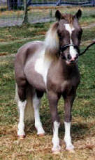 Grulla pinto miniature horse