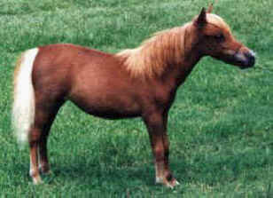 Sorrel miniature horse.