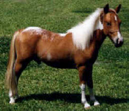 Sorrel pintaloosa miniature horse