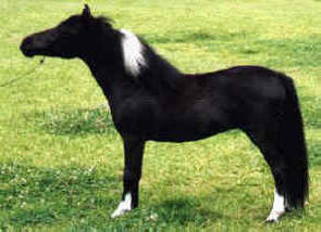 Black pinto miniature horse mare.
