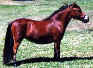 Red bay miniature horse.