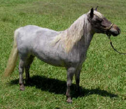 Roan miniature horse.