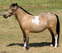 Buckskin pinto miniature horse.