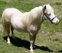 Palomino pinto miniature horse.