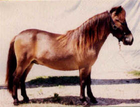 Bay miniature horse