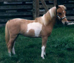 Red roan pinto miniature horse