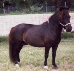 Black pinto minature horse