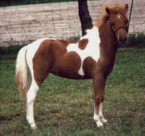 Sorrel pinto miniature horse