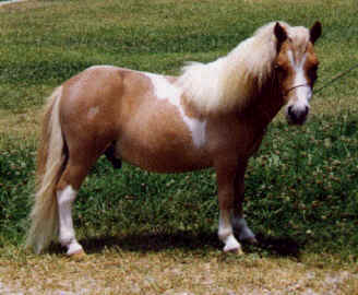 Sorrel roan pinto miniature horse