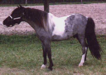Blue roan pinto miniature horse
