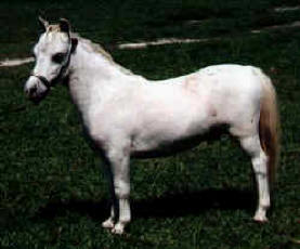 Silver roan miniature horse.