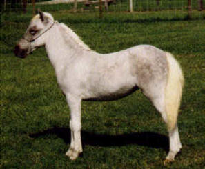 Dapple grey miniature horse