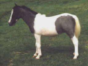 Blue roan miniature horse