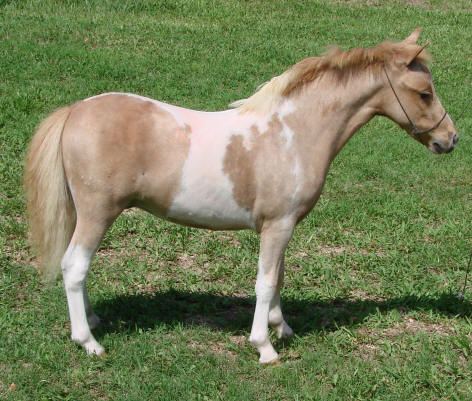 dent family miniature horse ranch miniature horses for sale horse videos 472x401