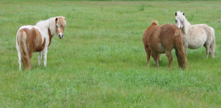 Miniature horse mares in pasture.