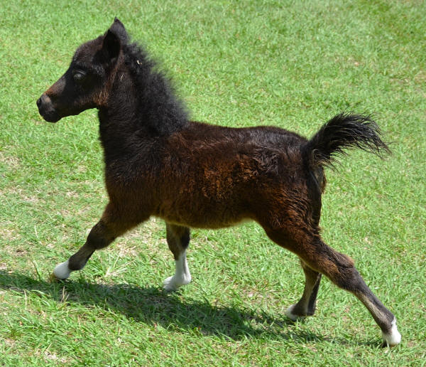 Miniature Horses For Sale Page 465