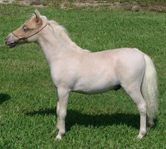 miniature horse for sale red roan