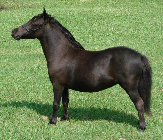 miniature horses for sale black filly