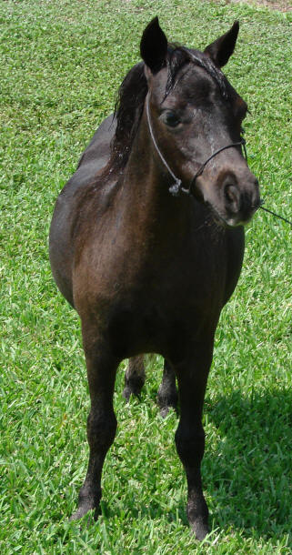 miniature horse for sale black filly