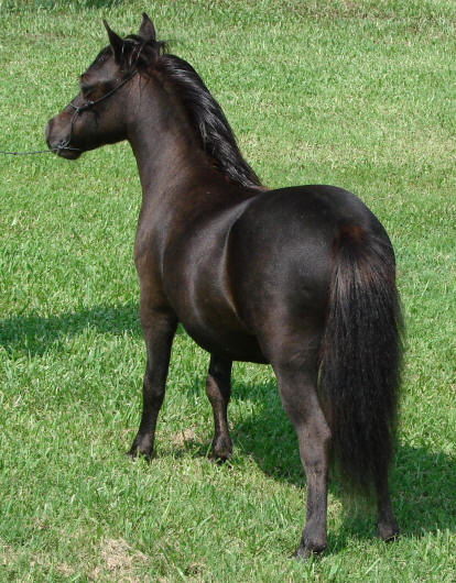miniature horse for sale black filly