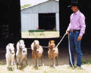 dent family miniature horse ranch miniature horses for sale miniature horse 322x259