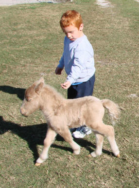 Boy with running miniature horse foal.