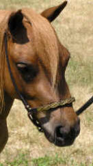 sorrel miniature horse mare