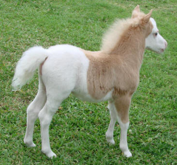 miniature horse for sale palomino pinto stud colt