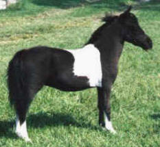 Black pinto miniature horse.