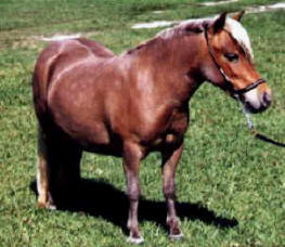 Sorrel miniature horse