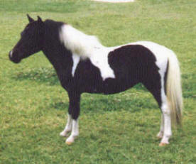Black pinto miniature horse