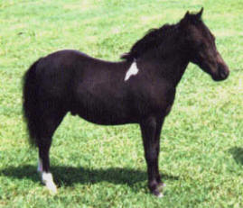 Black pinto miniature horse