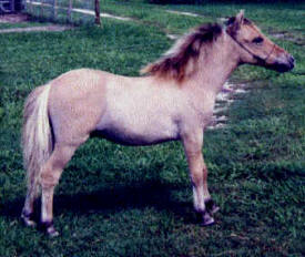 Dun miniature horse