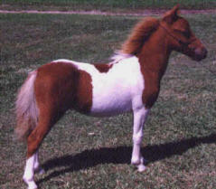 Sorrel pinto miniature horse