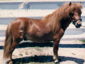 Sorrel miniature horse