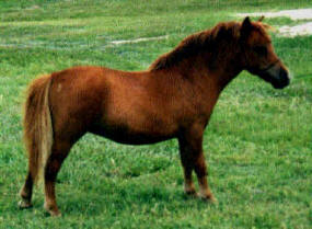 Sorrel miniature horse